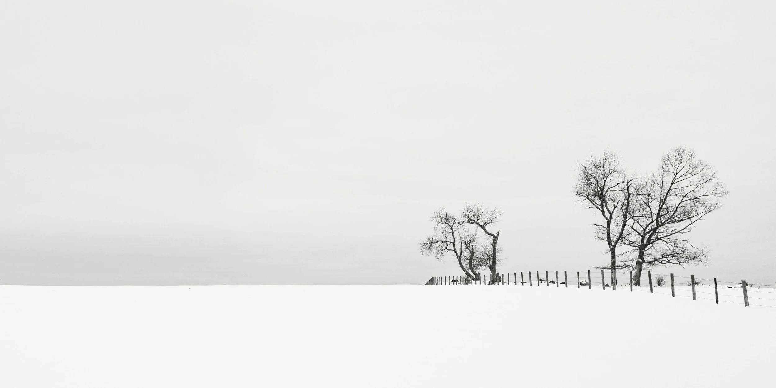 Winter trees and fence in snow