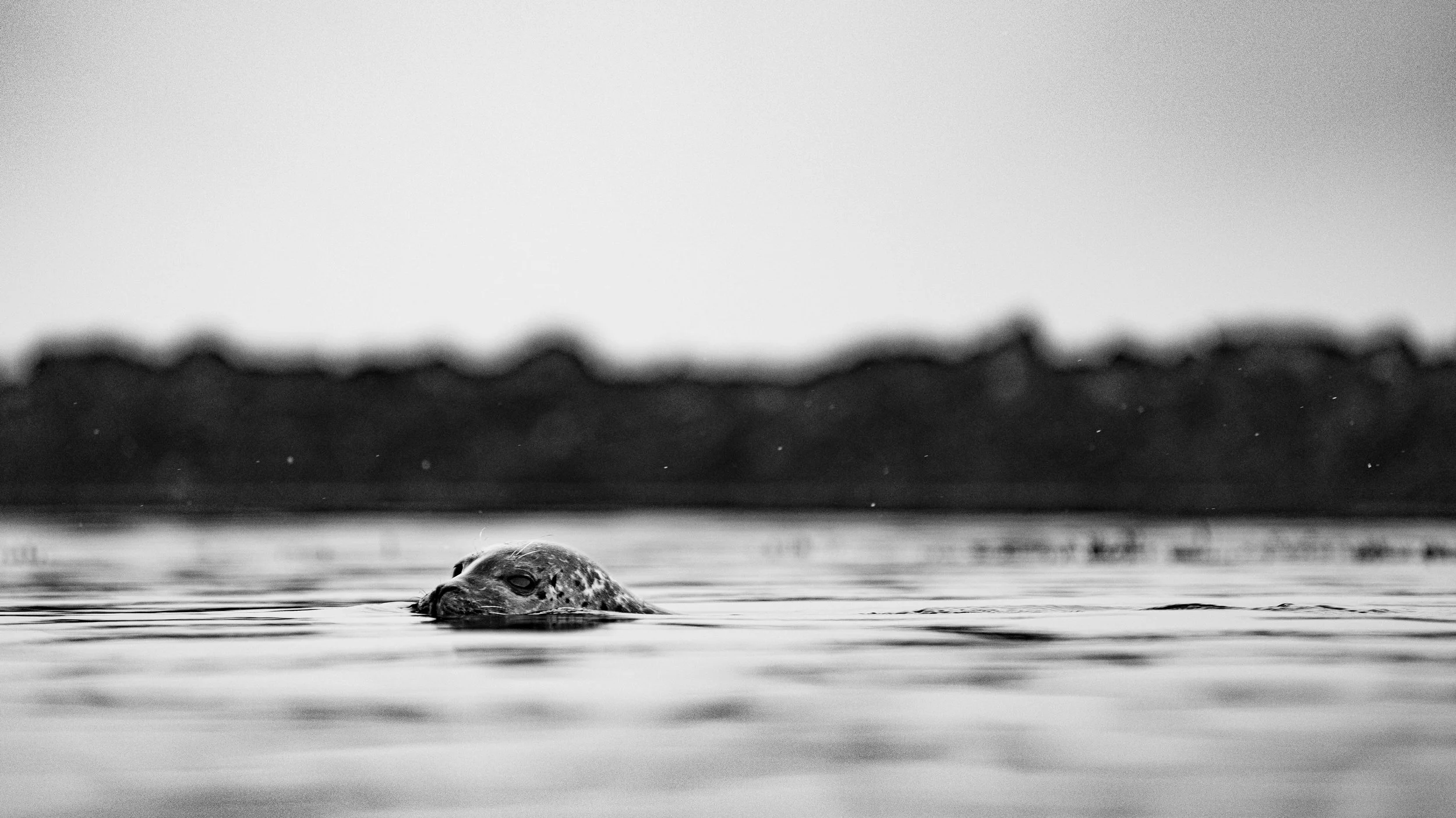 Seal surfacing in calm water
