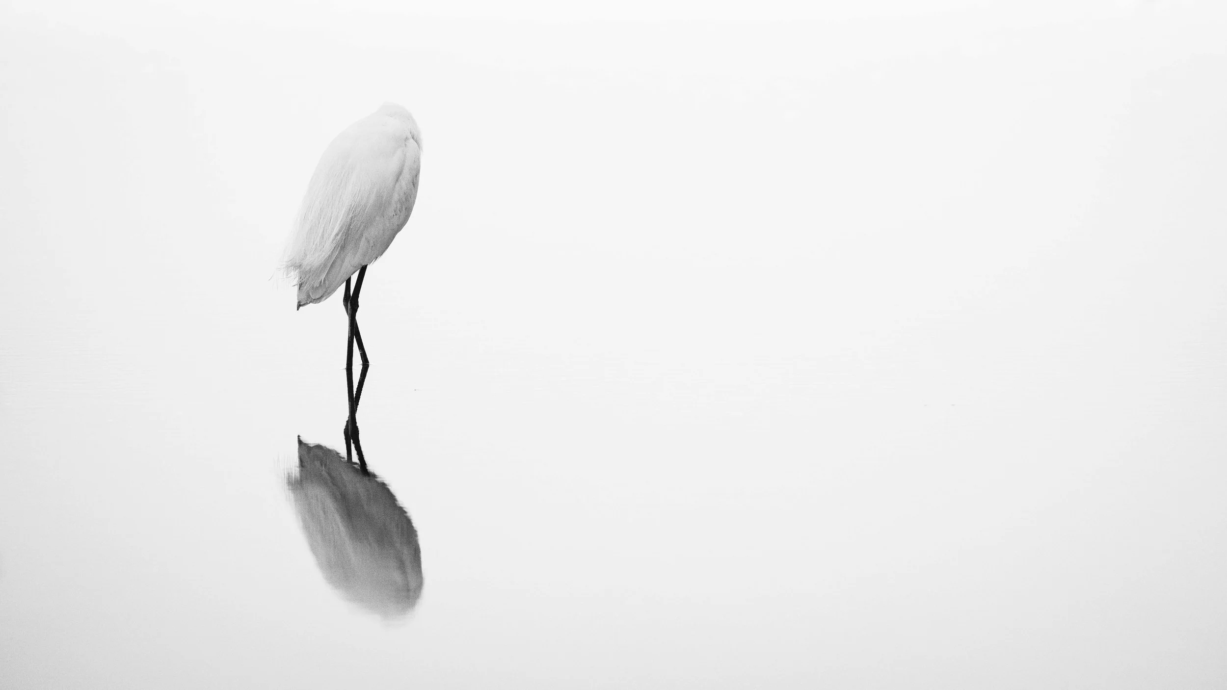 Egret reflected in still water